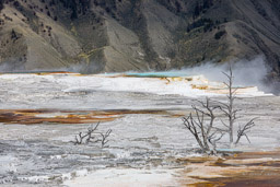 Mammoth Hot Springs