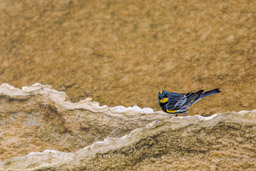 Paruline à croupion jaune/Myrtle Warbler