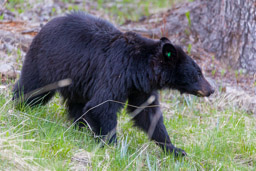 Ours noir/Black Bear