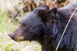 Ours noir/Black Bear