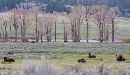 Bison