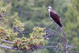 Balbuzard pêcheur/Western Osprey