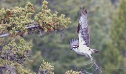 Balbuzard pêcheur/Western Osprey