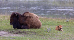 Bison