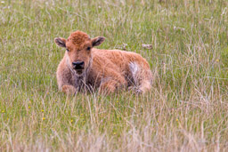 Bison