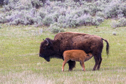 Bison