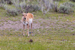 Antilope d'Amérique/Pronghorn