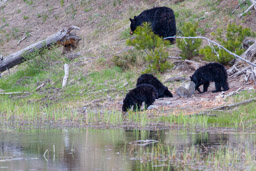 Ours noir/Black Bear