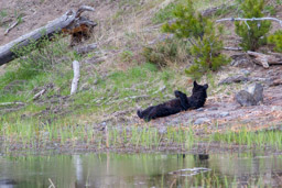 Ours noir/Black Bear