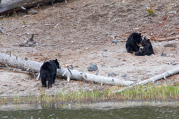 Ours noir/Black Bear