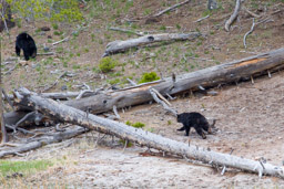 Ours noir/Black Bear