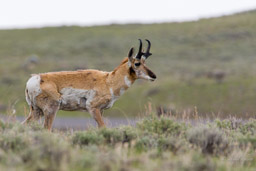 Antilope d'Amérique/Pronghorn