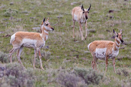 Antilope d'Amérique/Pronghorn