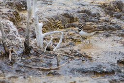 Grand Gravelot/Common Ringed Plover