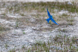 Merlebleu azuré/Mountain Bluebird