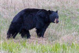 Ours noir/Black Bear