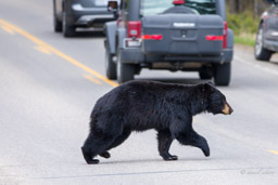 Ours noir/Black Bear