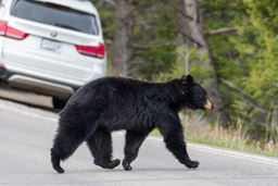 Ours noir/Black Bear