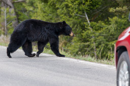 Ours noir/Black Bear