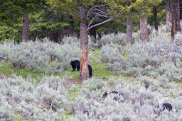 Ours noir/Black Bear