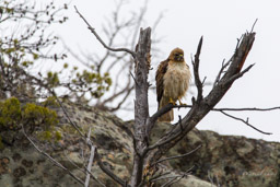 Buse de Swainson/Swainson's Hawk