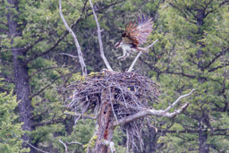 Balbuzard pêcheur/Western Osprey