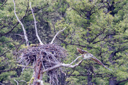 Balbuzard pêcheur/Western Osprey