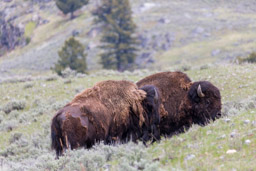 Bison