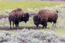 Bison