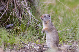 Ecureuil terrestre/Ground Squirrel
