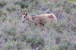 Mouflonne/Bighorn Sheep