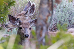 Cerf Mulet/Mule Deer