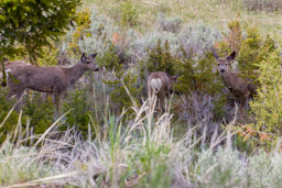 Cerf Mulet/Mule Deer