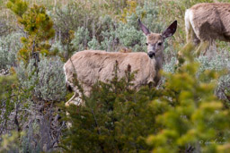 Cerf Mulet/Mule Deer