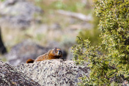 Marmotte/Marmot