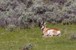 Antilope d'Amérique/Pronghorn