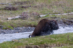 Bison