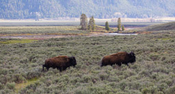 Bison