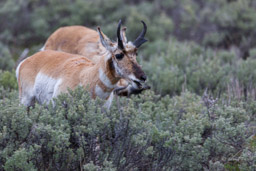 Antilope d'Amérique/Pronghorn