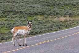 Antilope d'Amérique/Pronghorn