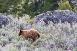 Ours noir cannelle/Cinamon Black Bear