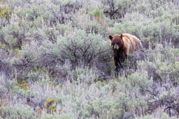 Ours noir cannelle/Cinamon Black Bear