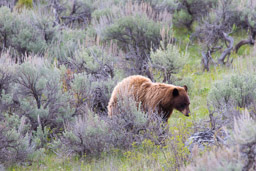 Ours noir cannelle/Cinamon Black Bear