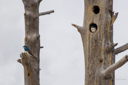 Hirondelle bicolore/Tree Swallow