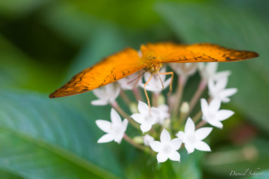 LA SERRE AUX PAPILLONS