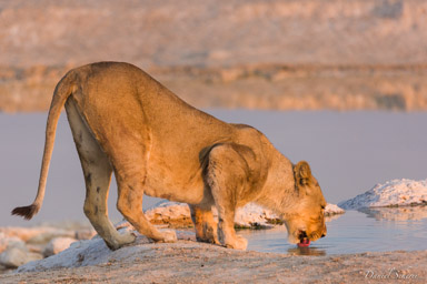 NAMIBIE 2017