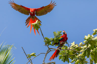 COSTA RICA 2018