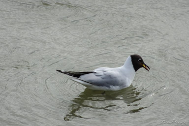 Mouette rieuse