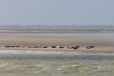 Pointe du Hourdel veaux marins