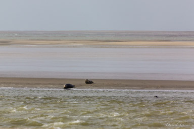 Pointe du Hourdel veaux marins